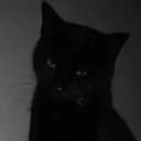 cats with knives | 21+