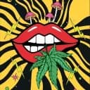 The Old Hippie